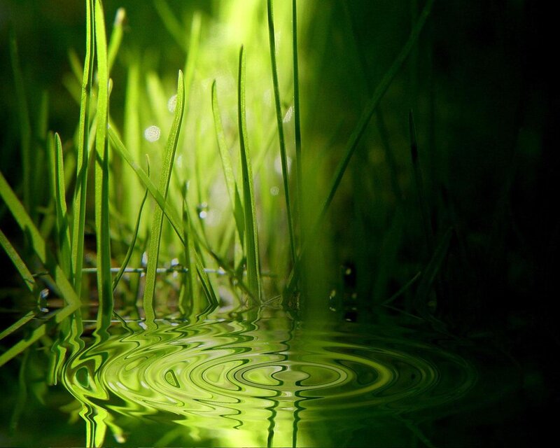 Green Grass in Water — Serene, Morning, Photograph, Ripples