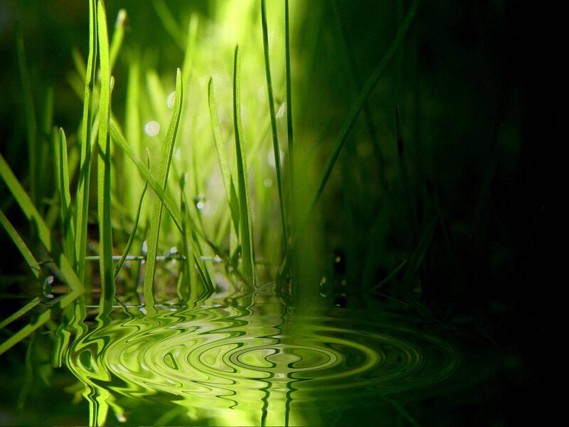 Green Grass in Water — Serene