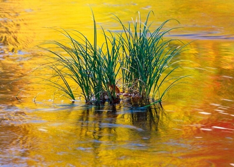 Green Grass in Water — Yellow