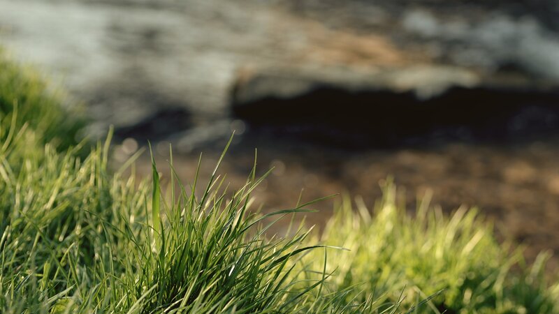 Green Grass Near Water — Serene