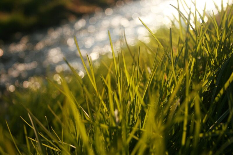Green Grass Near Water