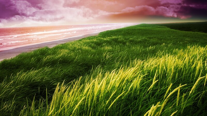 Green Grass on Beach