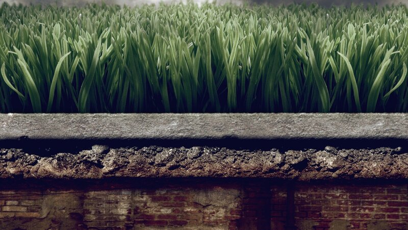 green grass on concrete wall