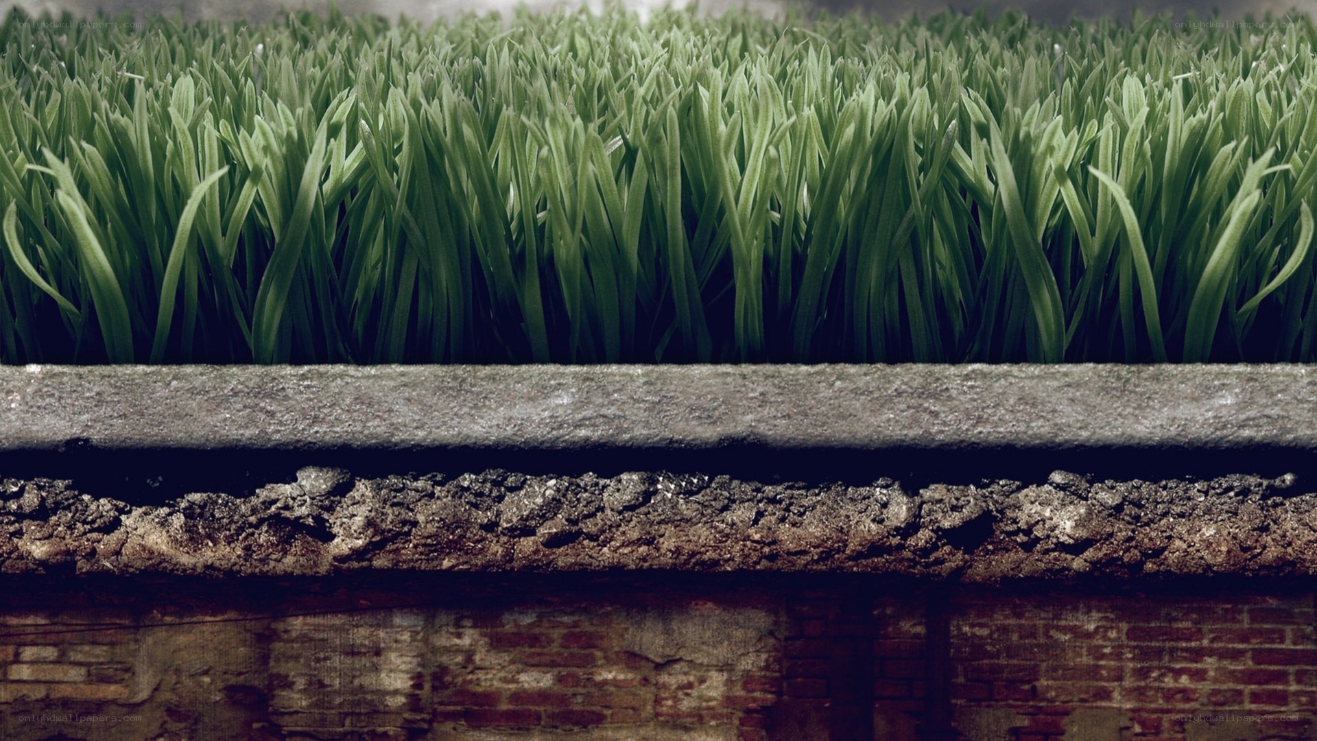 green grass on concrete wall