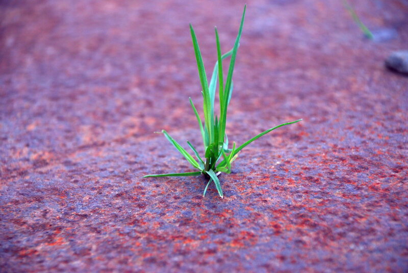green grass on red stone