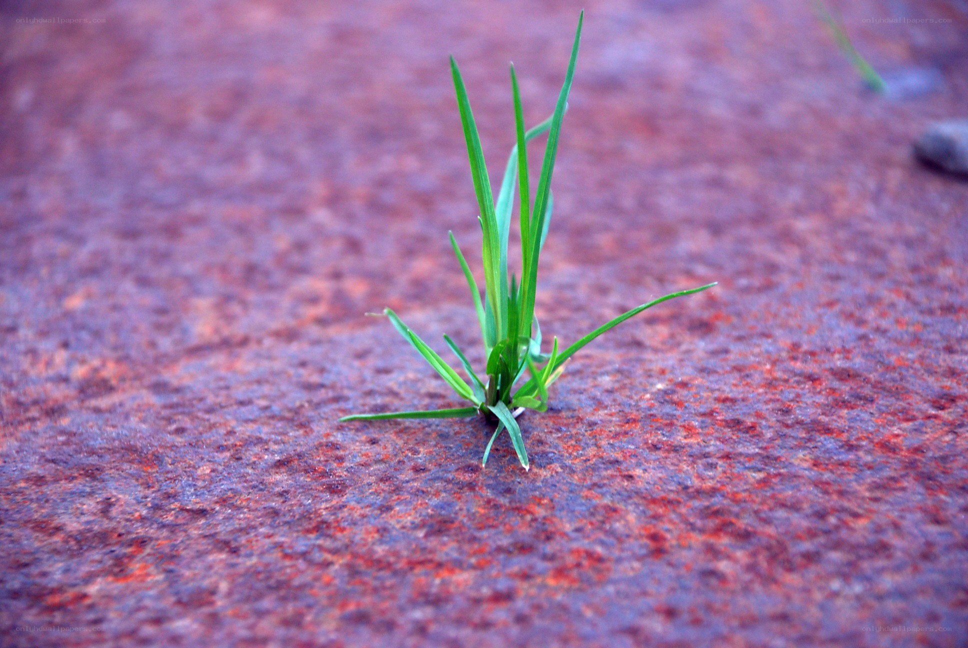 green grass on red stone