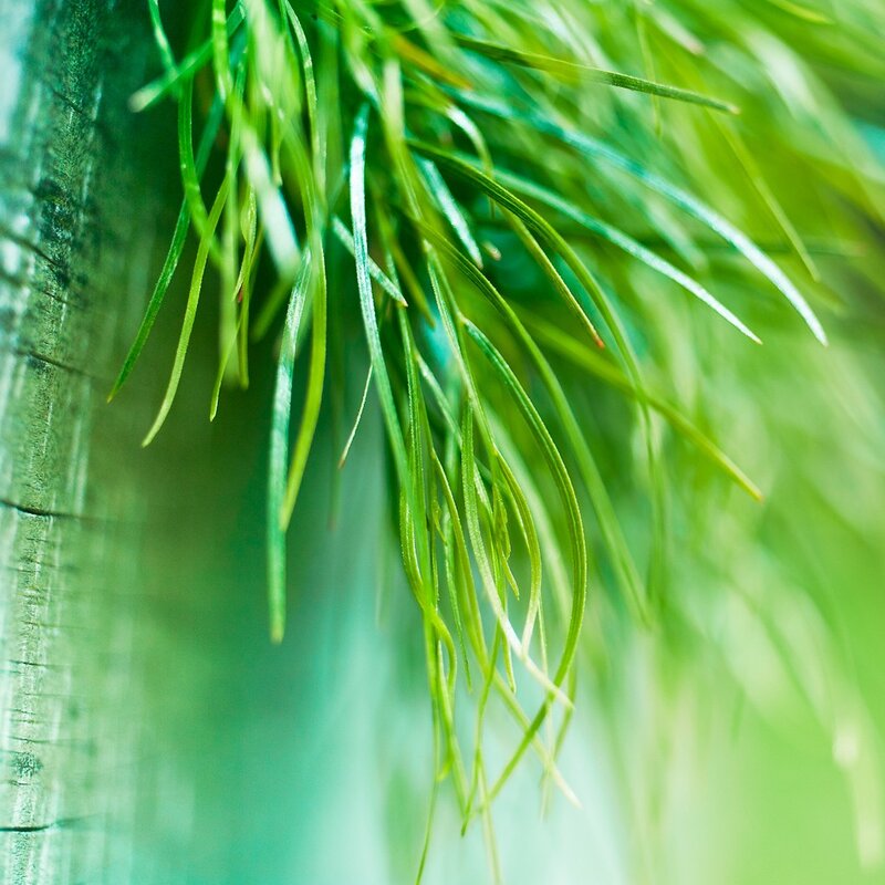 Green grass on wooden surface