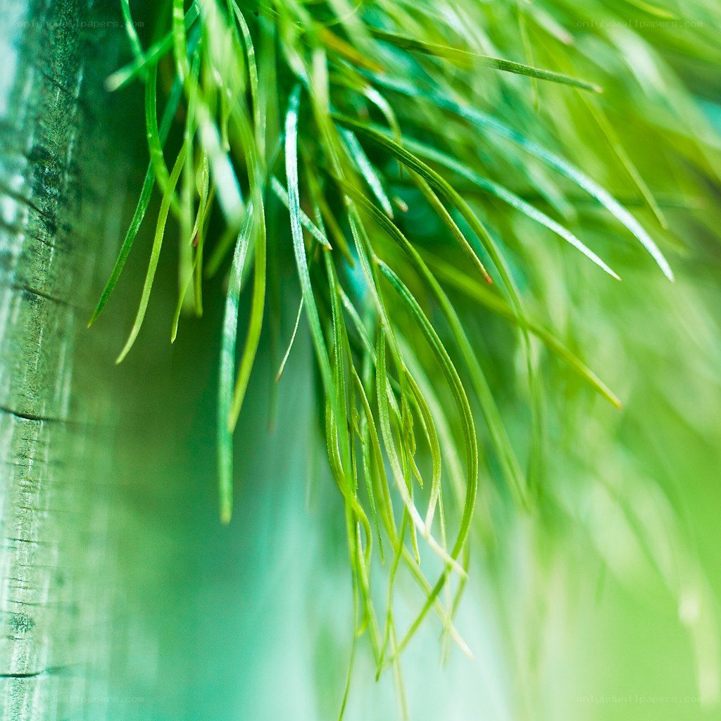 Green grass on wooden surface