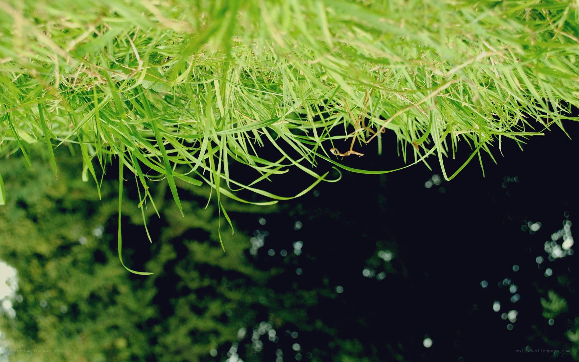 green grass over dark water