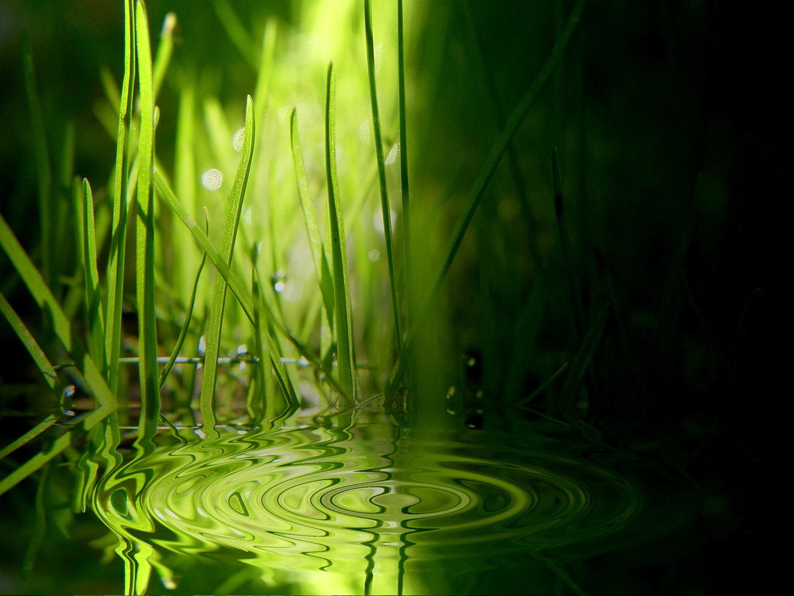 Green grass reflected in water