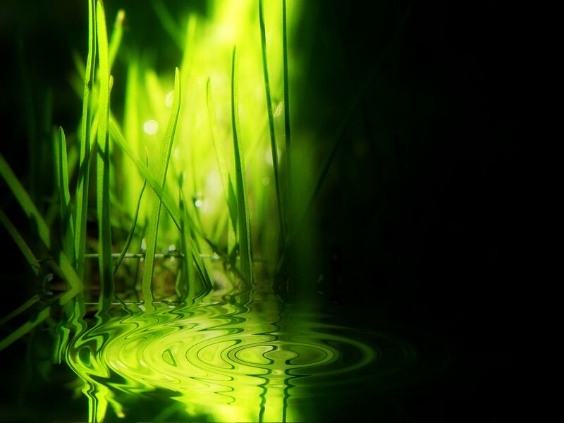 Green grass reflection in water