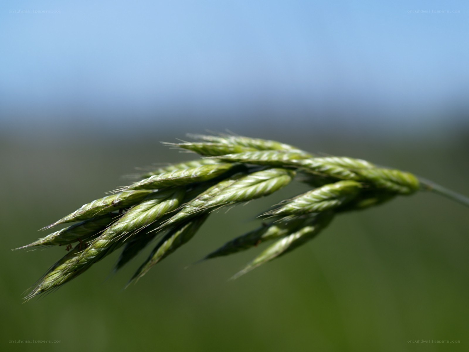 green grass seed head