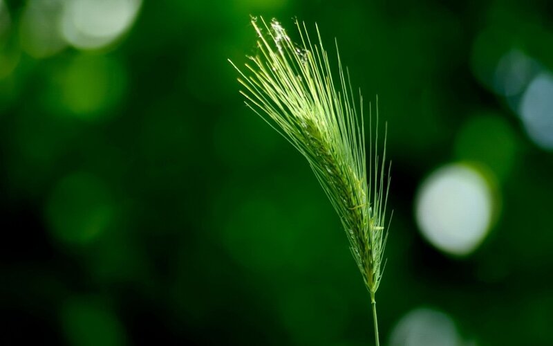 green grass seed head