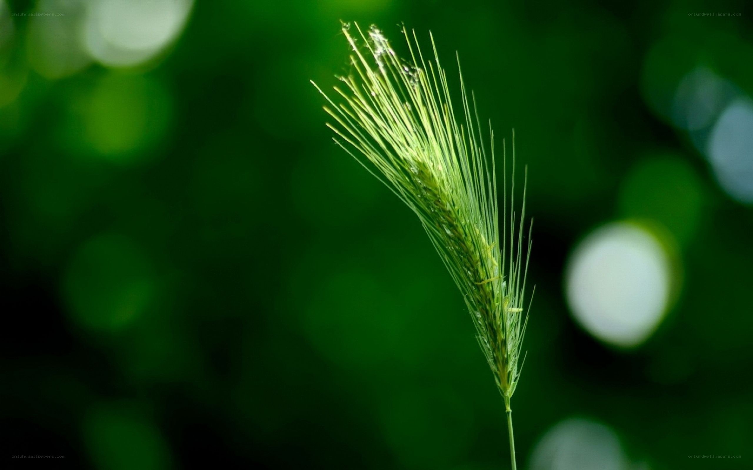 green grass seed head