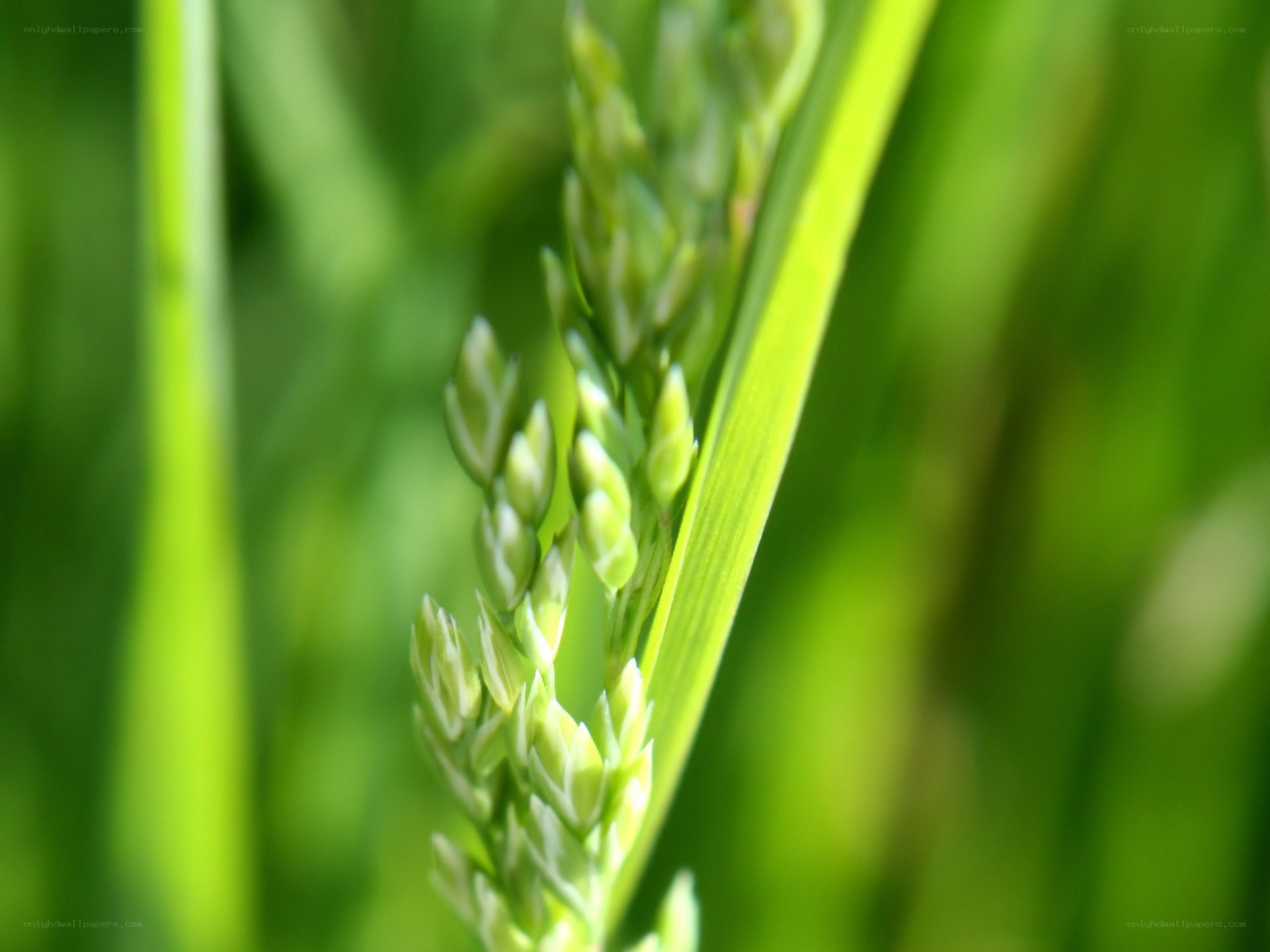 green grass seed head
