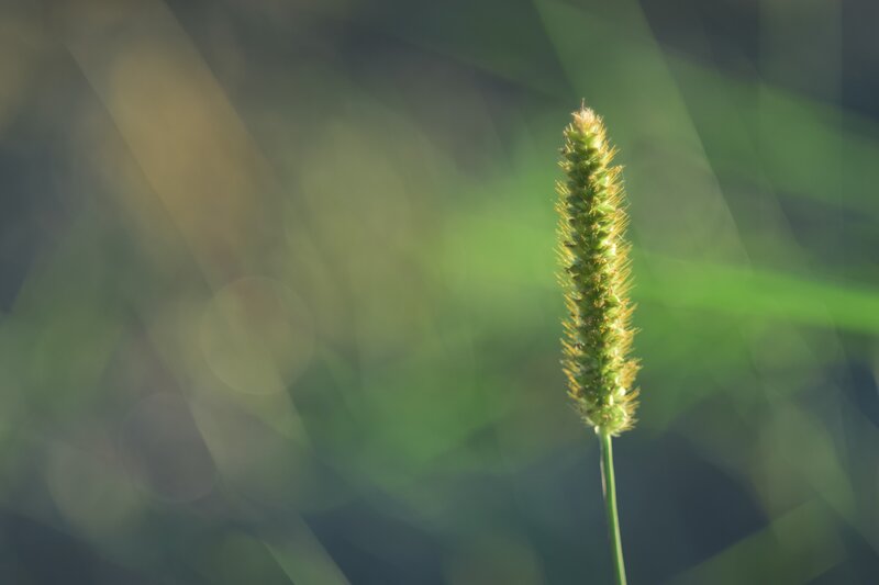 Green Grass Seed Head — Serene, Morning, Photograph, Stem