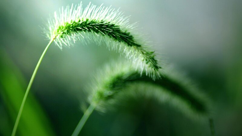 Green Grass Seed Head — Serene, Morning