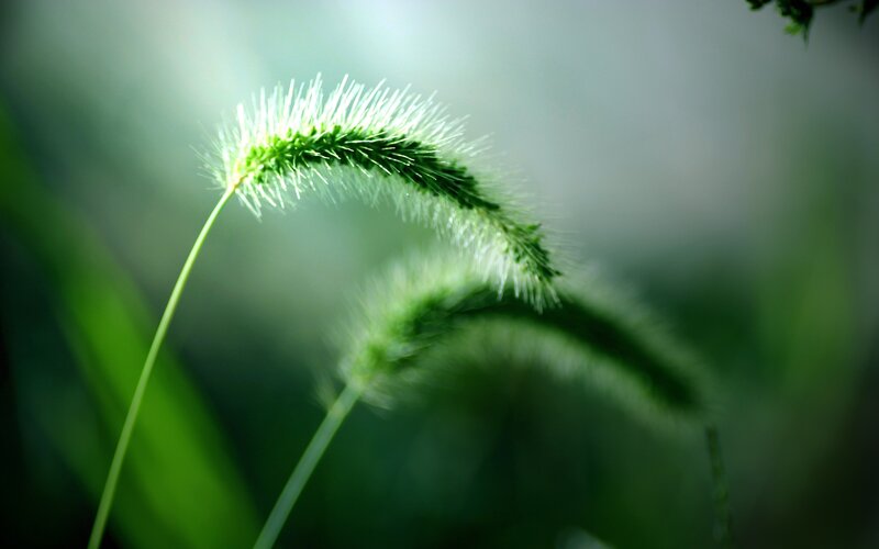 Green Grass Seed Head — Serene, Photograph