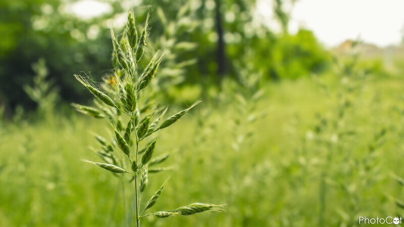 Green Grass Seed Head — Serene