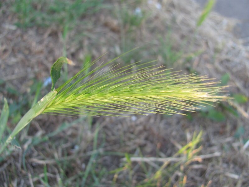 green grass seed head
