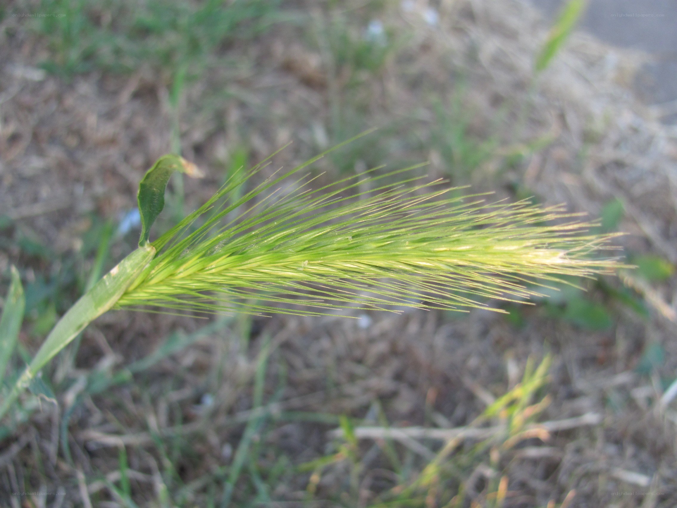 green grass seed head