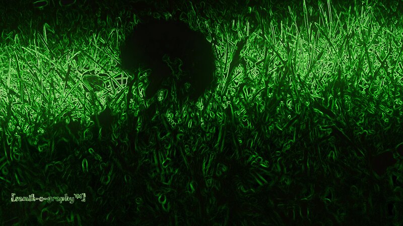 green grass silhouette