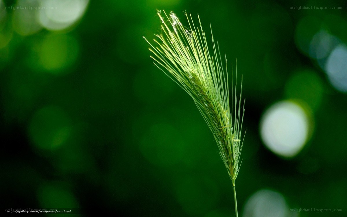 Green grass spike in nature