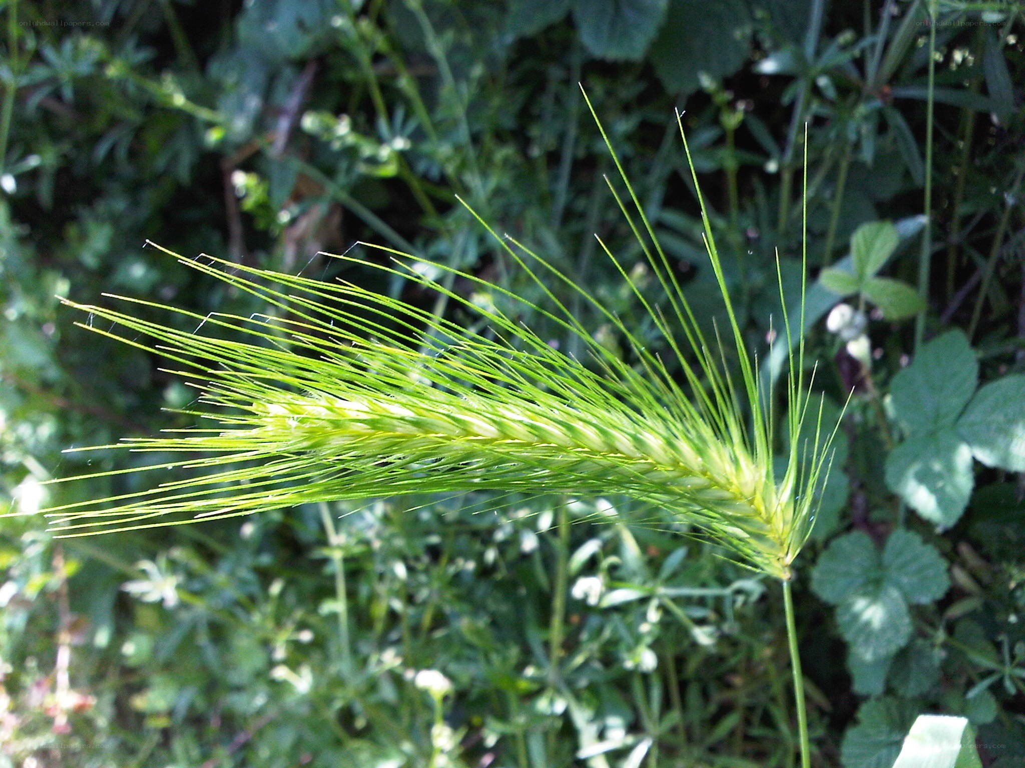 green grass spikelet in sunlight
