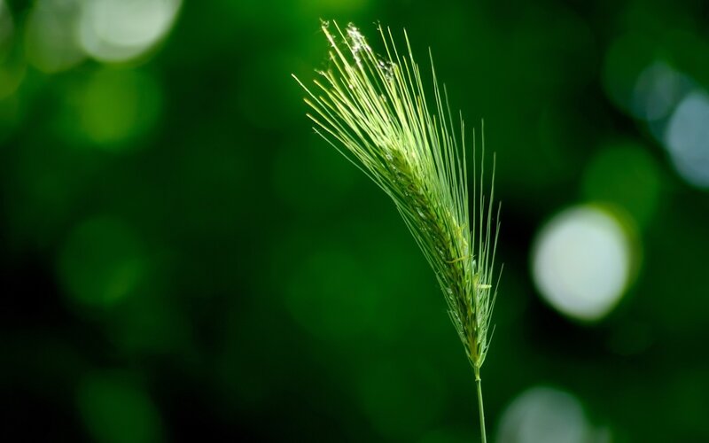 Green grass spikelet in sunlight