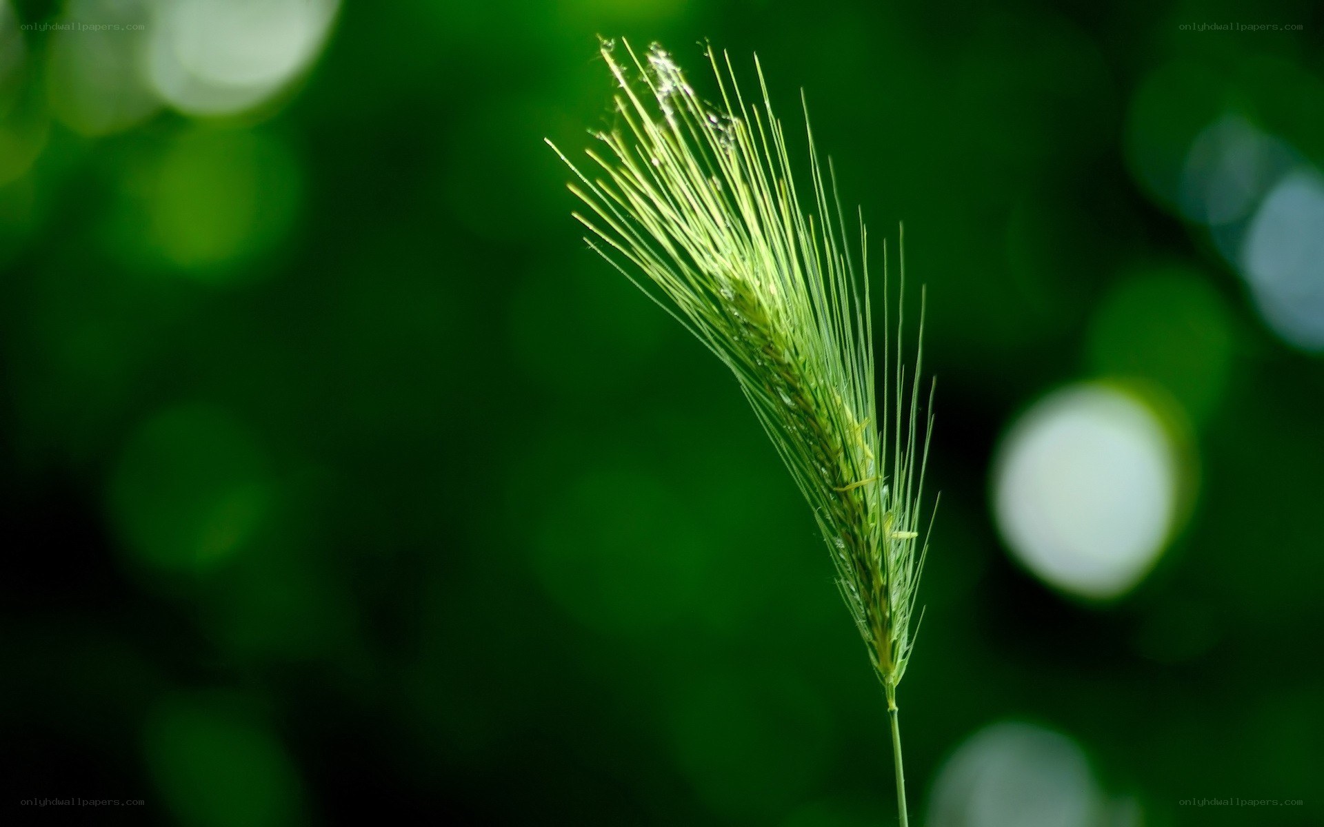 Green grass spikelet in sunlight