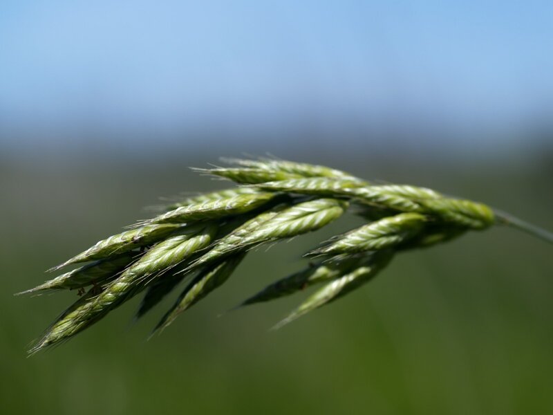 Green Grass Spikelet