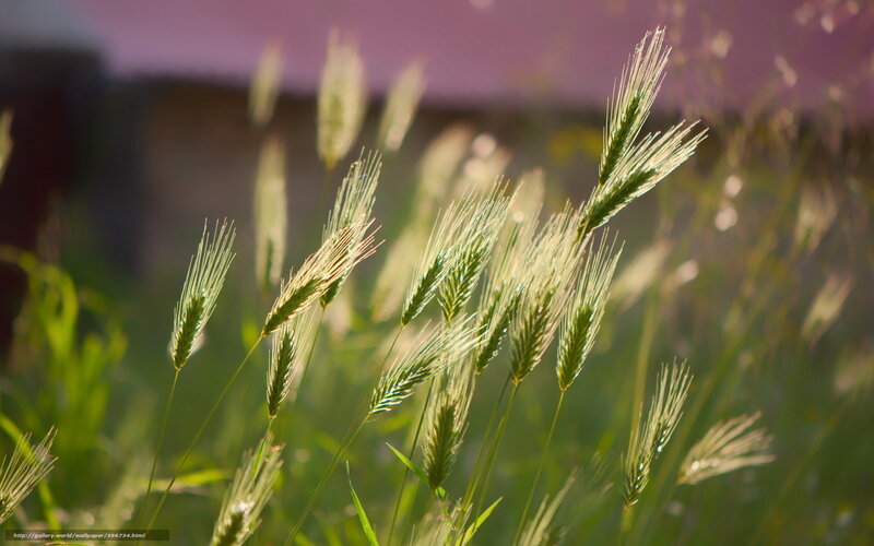 Green Grass Spikes