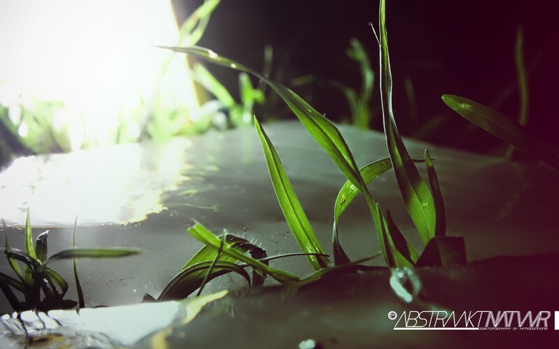 Green Grass Sprouting