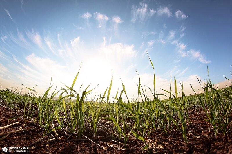 Green Grass Sprouts — Serene