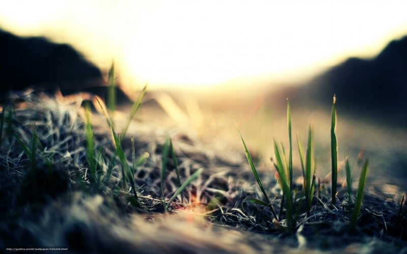 Green Grass Sprouts