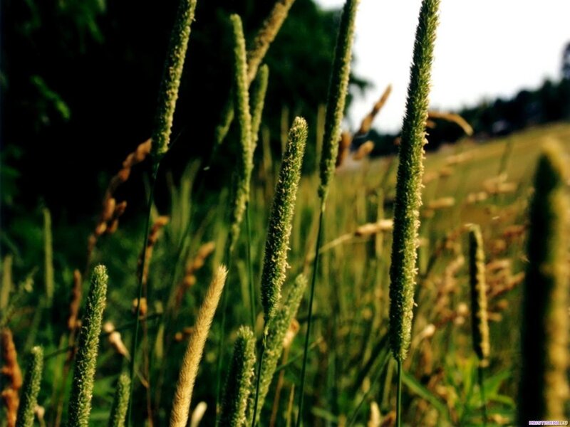 Green Grass Stalks