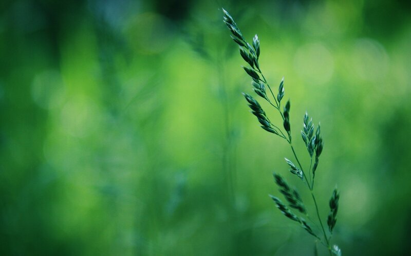 Green Grass Stem — Serene