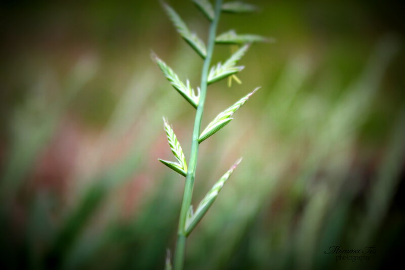 Green Grass Stem
