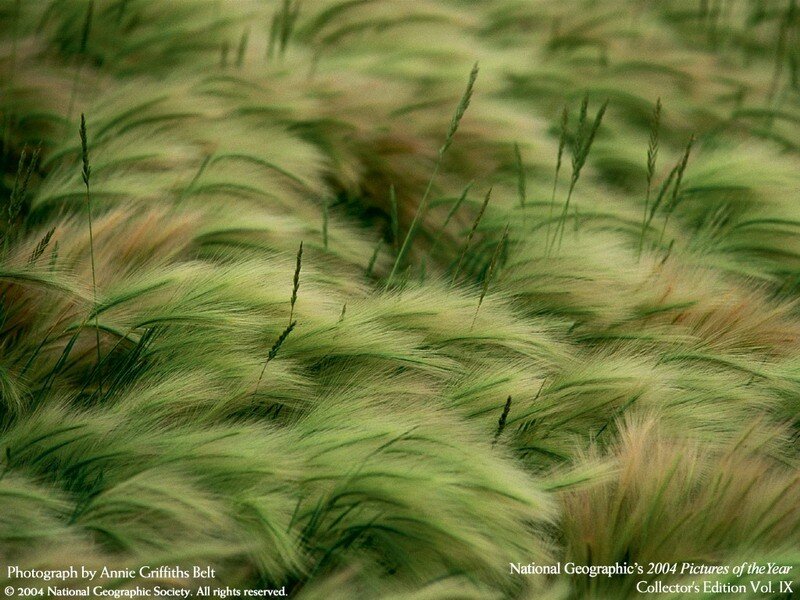 Green grass swaying in the wind