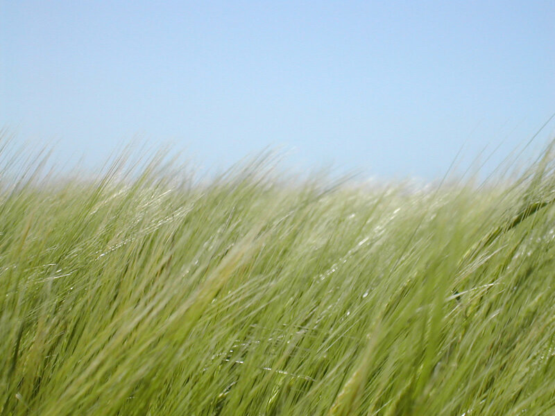 green grass swaying in wind
