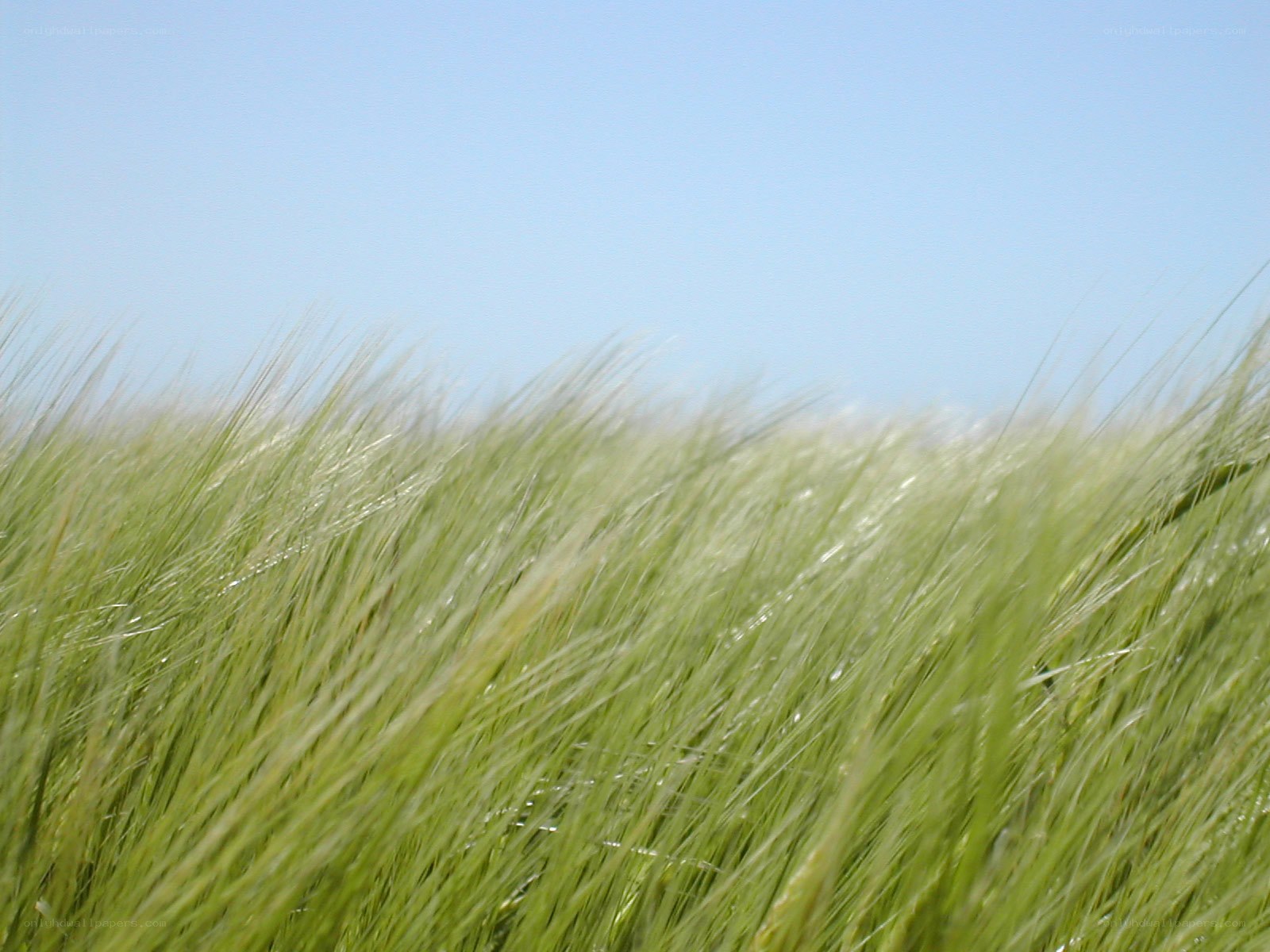 green grass swaying in wind