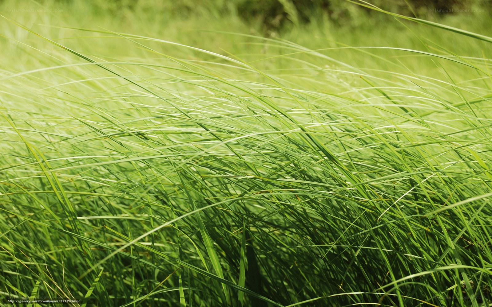 Green grass swaying in wind