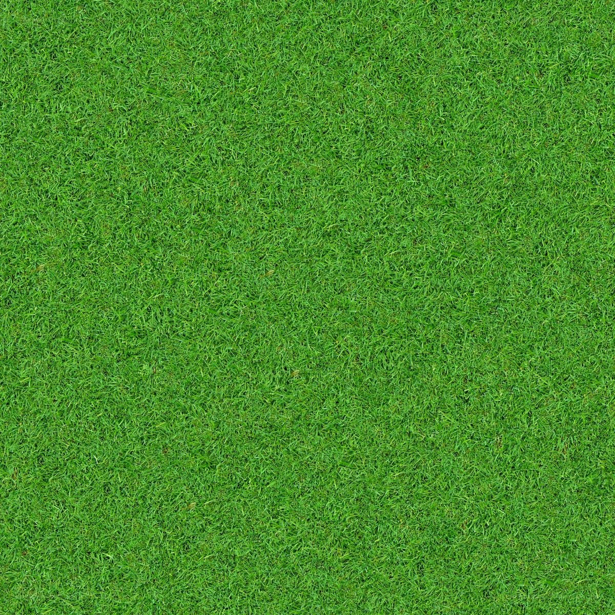 green grass texture