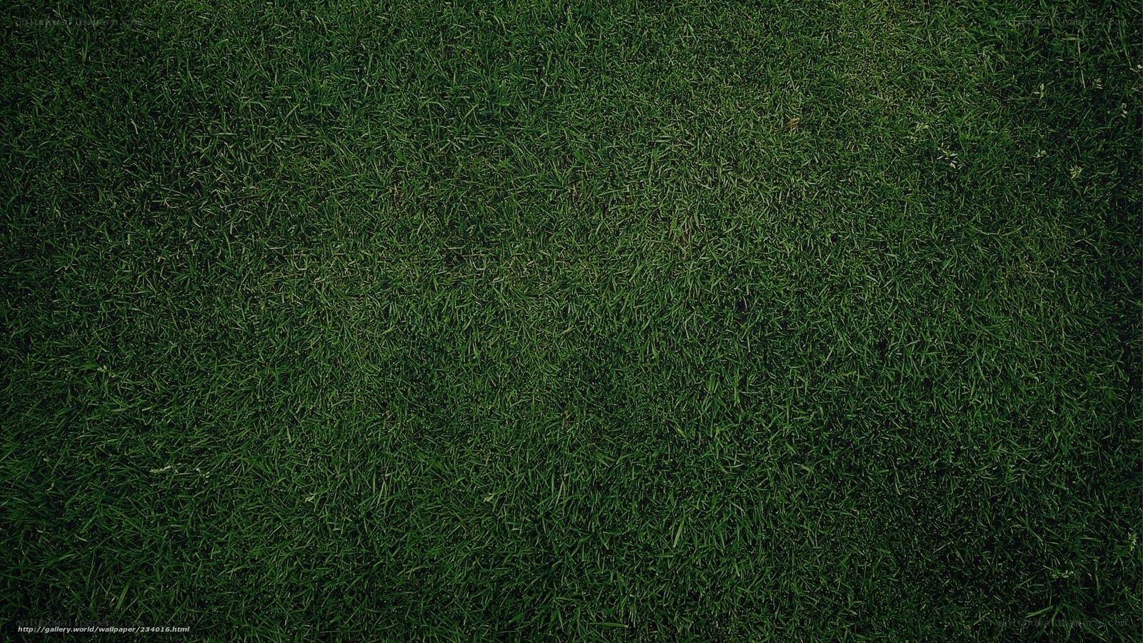 green grass texture