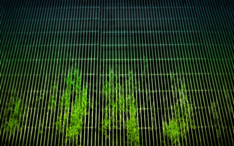 Green Grass Through Grate