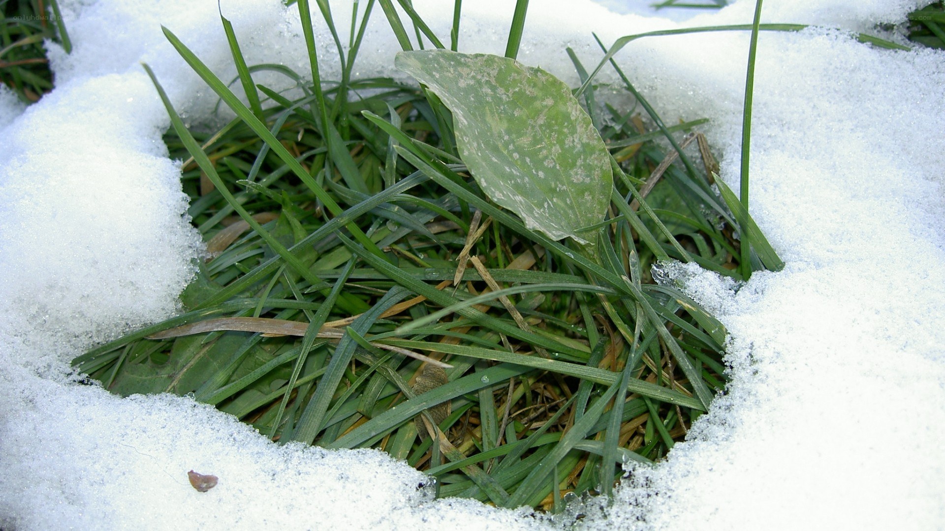 green grass through snow
