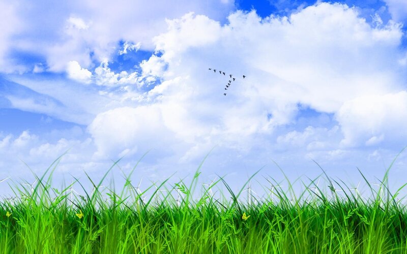 Green grass under a blue sky
