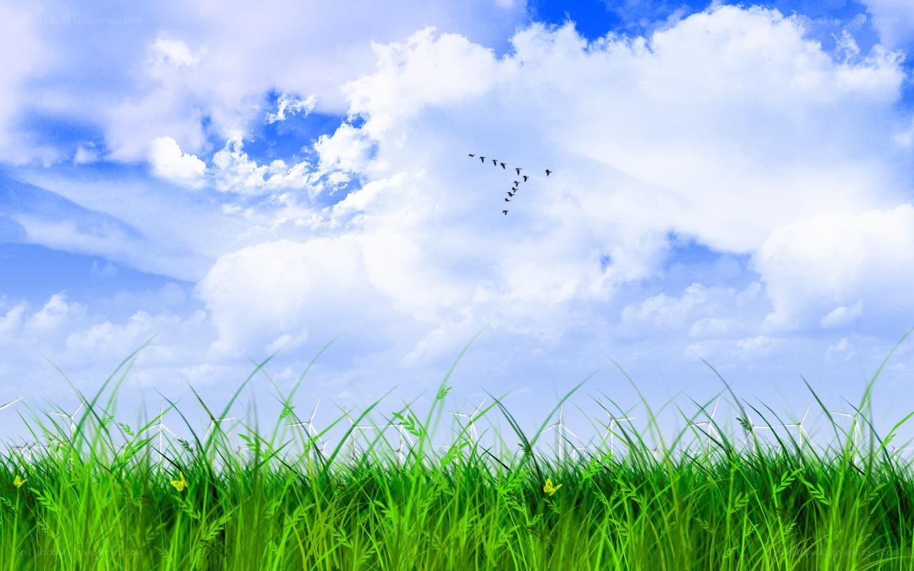 Green grass under a blue sky