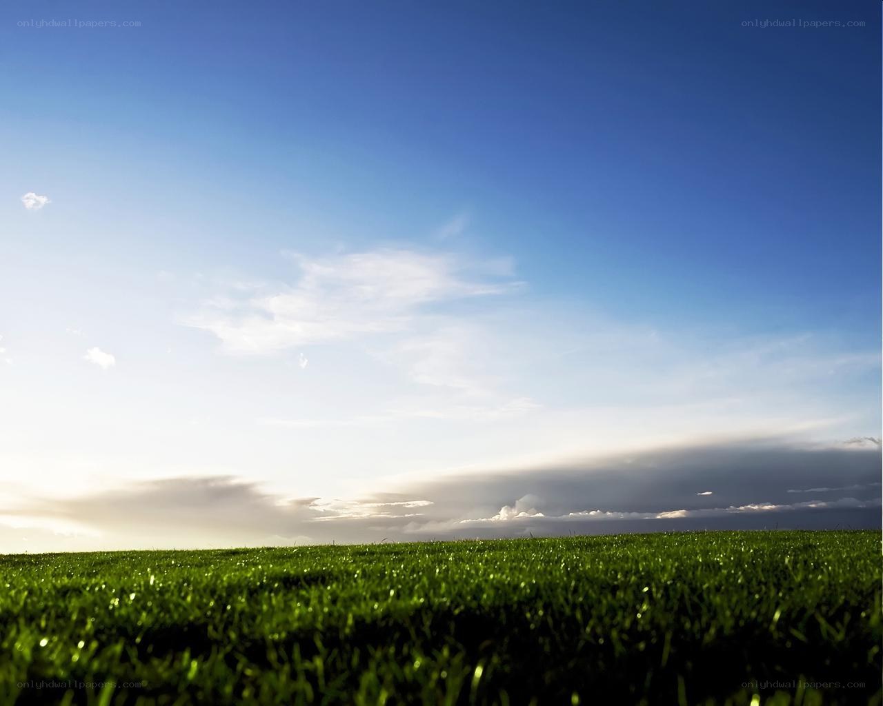 Green grass under blue sky