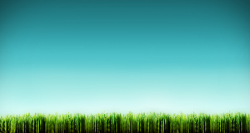 green grass under blue sky